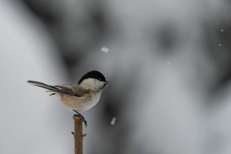 🗣️ Započuli sme výbornú správu z Tatier. Všetci milovníci bielej zimy sa môžu tešiť, pretože naše hory pokryla biela perina ❄️. …