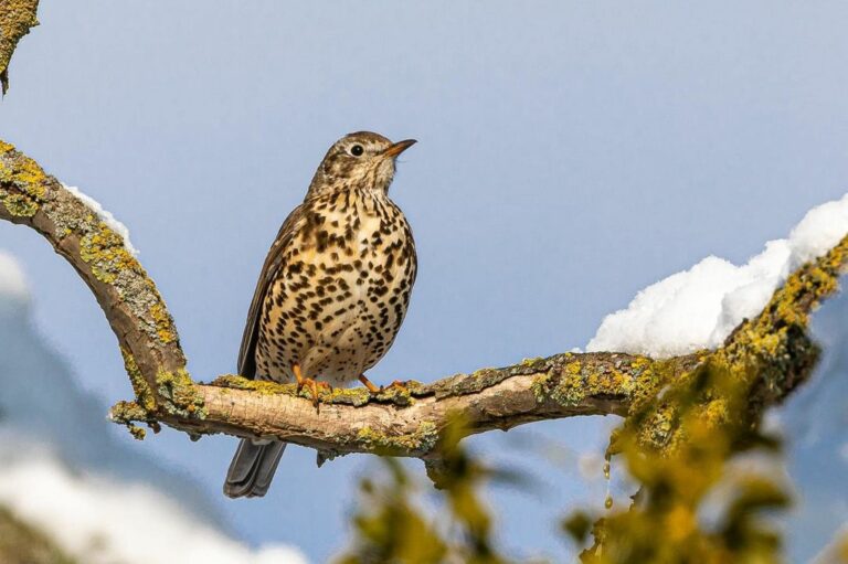 🌞PRVÝ NÁZNAK JARI JE TU 

🐦 Posol jari, maličký vtáčik DROZD TRSKOTA, už spozorovali na Slovensku. 

🎶Keďže ich spev je prvým hl…