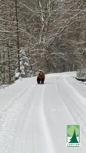 Hoci príroda už odpočíva pod snehovou pokrývkou, medvede sa pod tú svoju ešte neuložili 🐻👀. Buďte opatrní na prechádzkach lesmi….