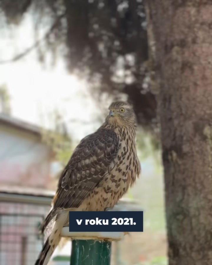 Na ceste po Slovensku 🚙🇸🇰 som dnes navštívil Kremnicu a Zvolen. Aj tu som stretol šikovných ľudí, ktorí robia svoju prácu s rado…